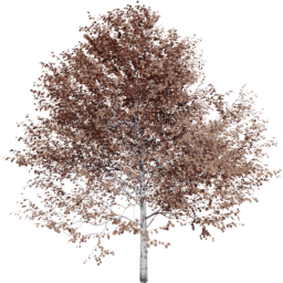 Populus tremuloides A autumn