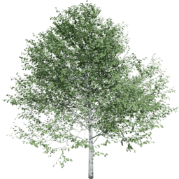 Populus tremuloides A summer