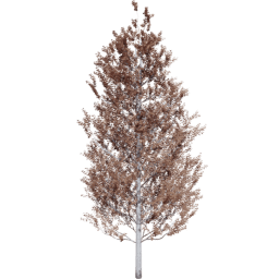 Populus tremuloides B autumn