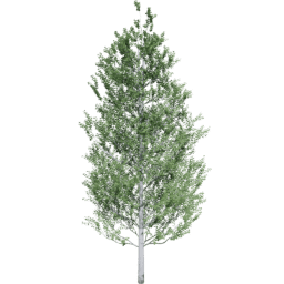 Populus tremuloides B summer