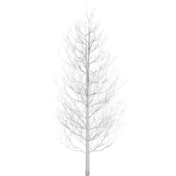 Populus tremuloides B winter