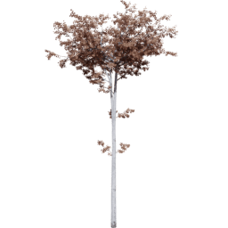 Populus tremuloides C autumn