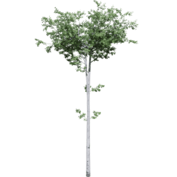 Populus tremuloides C summer