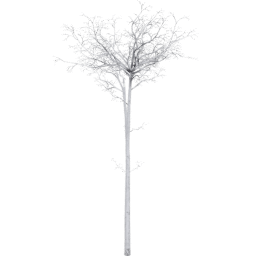 Populus tremuloides C winter