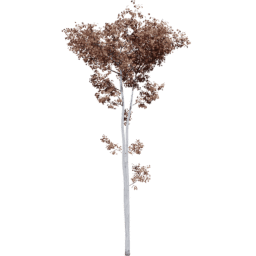 Populus tremuloides D autumn