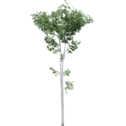 Populus tremuloides D summer