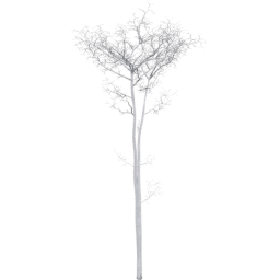 Populus tremuloides D winter