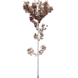 Populus tremuloides E autumn