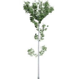 Populus tremuloides E summer