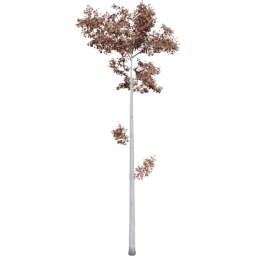 Populus tremuloides F autumn