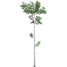 Populus tremuloides F summer