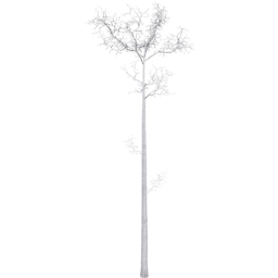 Populus tremuloides F winter