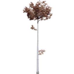 Populus tremuloides G autumn