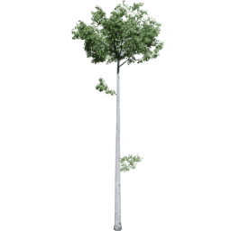 Populus tremuloides G summer