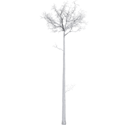 Populus tremuloides G winter