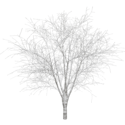 Prunus cerasifera A winter