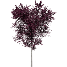 Prunus cerasifera B autumn