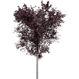 Prunus cerasifera B summer