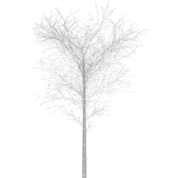 Prunus cerasifera B winter