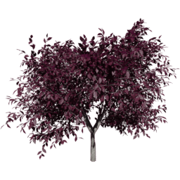 Prunus cerasifera C autumn