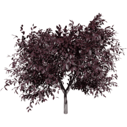 Prunus cerasifera C summer