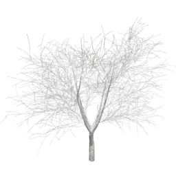 Prunus cerasifera C winter