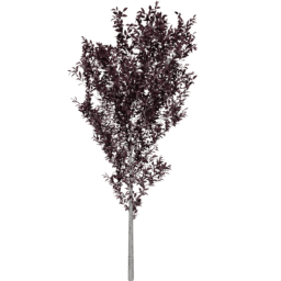 Prunus cerasifera D summer