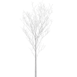 Prunus cerasifera D winter