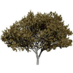 Prunus serrulata A autumn