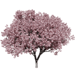 Prunus serrulata A summer