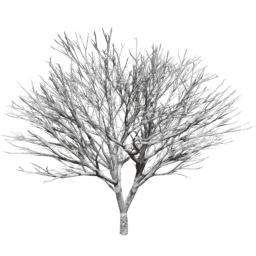 Prunus serrulata A winter