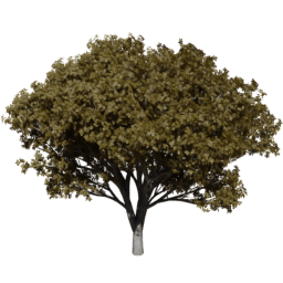 Prunus serrulata B autumn