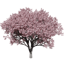 Prunus serrulata B summer