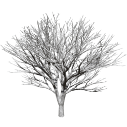 Prunus serrulata B winter