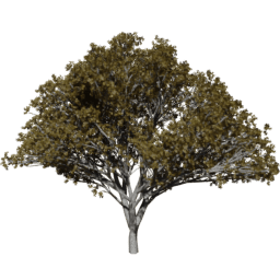 Prunus serrulata C autumn