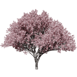 Prunus serrulata C summer