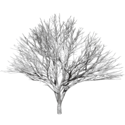 Prunus serrulata C winter