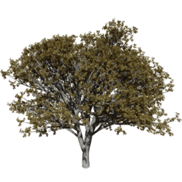 Prunus serrulata D autumn