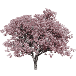 Prunus serrulata D summer