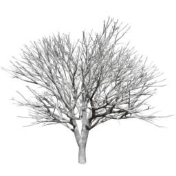 Prunus serrulata D winter