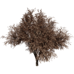 Quercus agrifolia A autumn