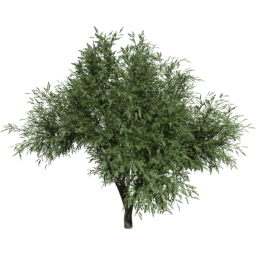 Quercus agrifolia A summer