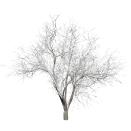 Quercus agrifolia A winter