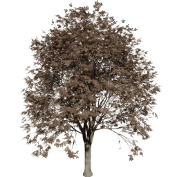 Quercus cerris A autumn