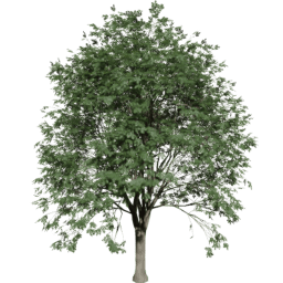 Quercus cerris A summer