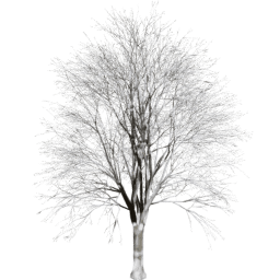 Quercus cerris A winter