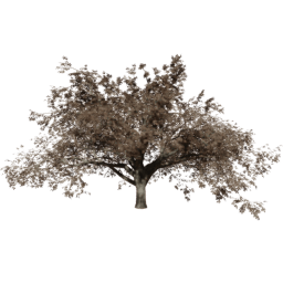 Quercus cerris B autumn