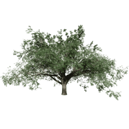 Quercus cerris B summer