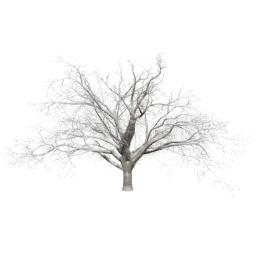 Quercus cerris B winter