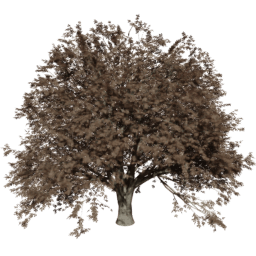 Quercus cerris T autumn